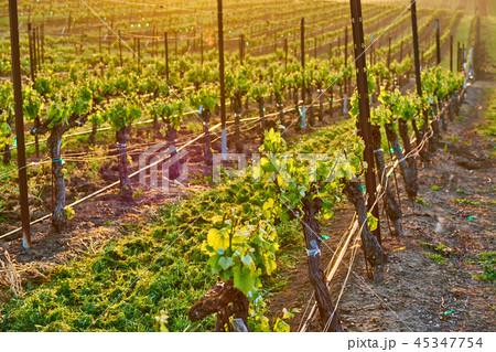 Vineyards at sunrise in California, USA 45347754