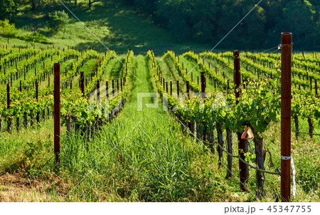 Vineyards in California, USA 45347755