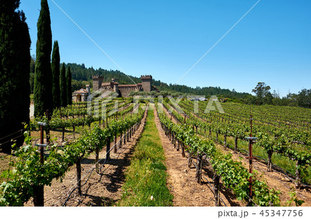 Vineyards with castle in California 45347756
