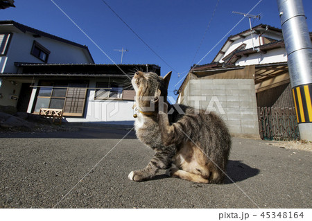 野良猫 45348164