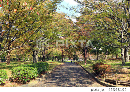 亀戸中央公園、秋。B地区入口(11月)東京都江東区 亀戸中央公園、秋。B地区入口(11月)東京都江東区 45348192
