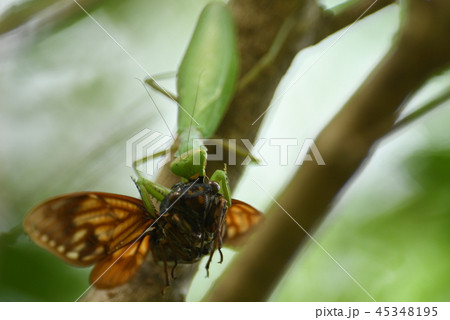 アブラゼミを捕えた「ハラビロカマキリ」 アブラゼミを捕えた「ハラビロカマキリ」 45348195