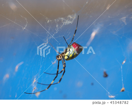 ジョロウグモ 45348782