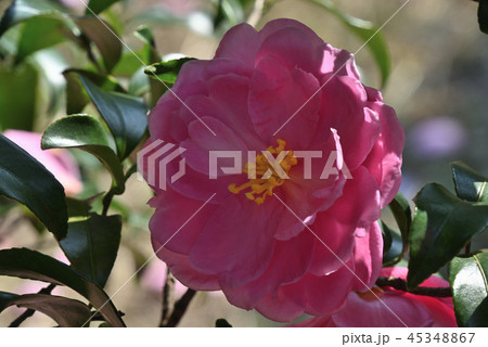 サザンカ（敷島） 45348867