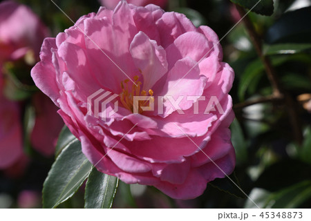 サザンカ(敷島) サザンカ(敷島) 45348873