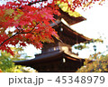 豪徳寺 三重塔01 45348979