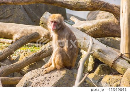猿 ニホンザル 日光浴 Macaca fuscata 45349041