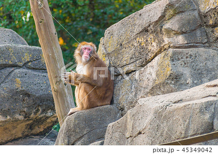 猿 ニホンザル 日光浴 Macaca fuscata 猿 ニホンザル 日光浴 Macaca fuscata 45349042