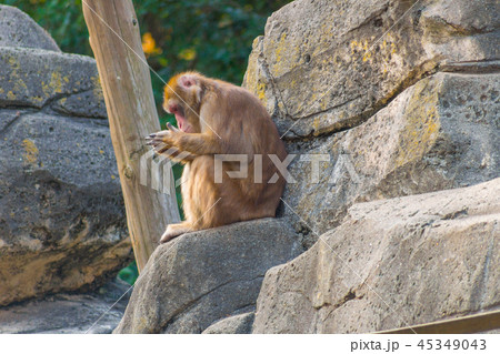 猿 ニホンザル 日光浴 Macaca fuscata 45349043