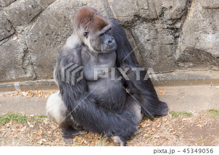 ニシゴリラ ゴリラ 表情 Gorilla gorilla ニシゴリラ ゴリラ 表情 Gorilla gorilla 45349056