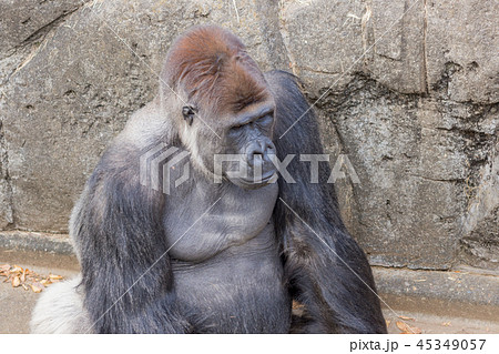 ニシゴリラ ゴリラ 表情 Gorilla gorilla ニシゴリラ ゴリラ 表情 Gorilla gorilla 45349057