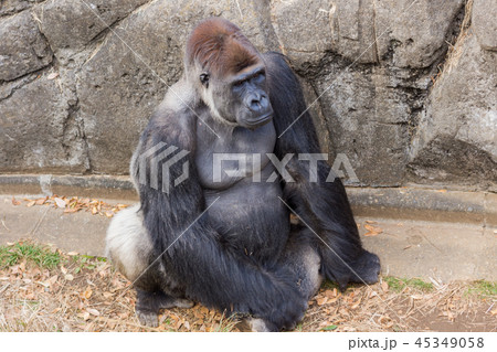 ニシゴリラ ゴリラ 表情 Gorilla gorilla 45349058