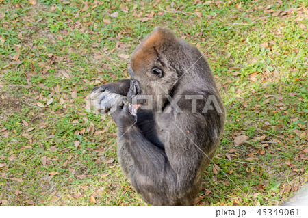 ニシゴリラ ゴリラ ゴミ食べてる Gorilla gorilla 45349061