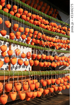 枯露柿(ころ柿)と古民家 甘草屋敷 枯露柿(ころ柿)と古民家 甘草屋敷 45349275