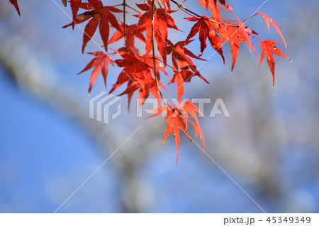 赤いもみじの写真素材 赤いもみじの写真素材