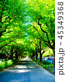 並木道 45349368