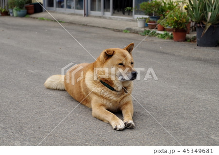 奥新川にある食堂の看板犬 奥新川にある食堂の看板犬 45349681