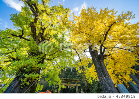 黄葉するイチョウ　岩部八幡神社(香川県高松市塩江町) 45349918