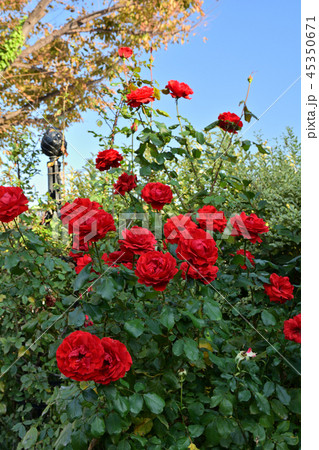 横浜イングリッシュガーデン 45350671