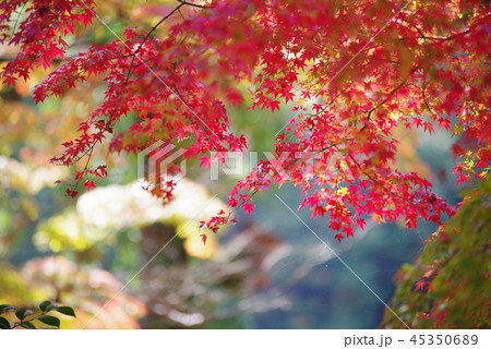 大窪寺 紅葉の写真素材