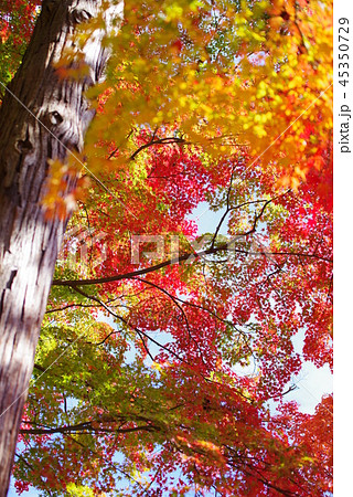 大窪寺 紅葉の写真素材 45350729 Pixta