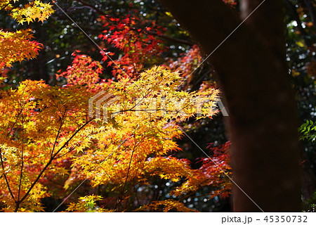 大窪寺 紅葉 大窪寺 紅葉 45350732