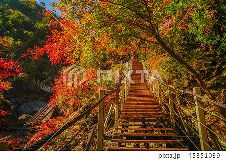 大柳川渓谷　紅葉 45351039