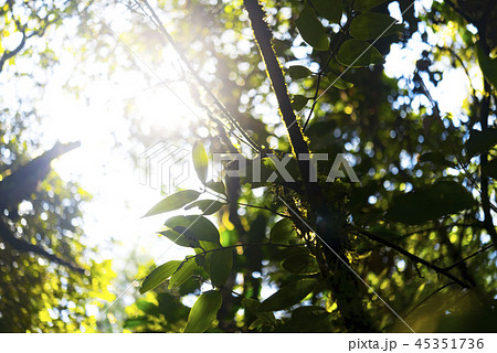 ジャングルの午後の木漏れ日　ボルネオ島 45351736