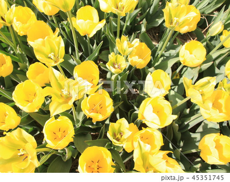 泰安 安眠島 黄色 45351745