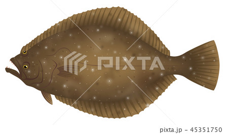 ヒラメ　平目　比目魚　鮃　白背景 45351750