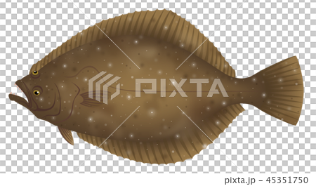ヒラメ　平目　比目魚　鮃　白背景 45351750