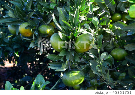 みかん園　色づく前の青みかん 45351751
