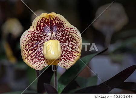 Lady slipper orchid,Cypripedioideae Paphiopedilum Lady slipper orchid,Cypripedioideae Paphiopedilum 45351847