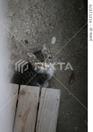 野良猫 仔猫 野良猫 仔猫 45351970