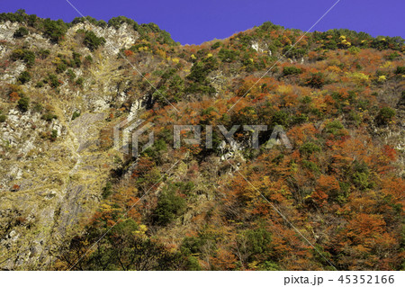 徳島竜ヶ岳の紅葉 45352166