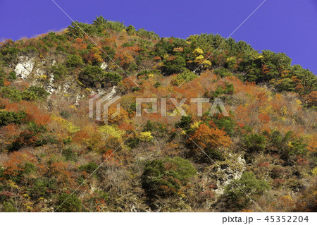 徳島竜ヶ岳の紅葉 45352204