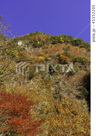 徳島竜ヶ岳の紅葉 45352205