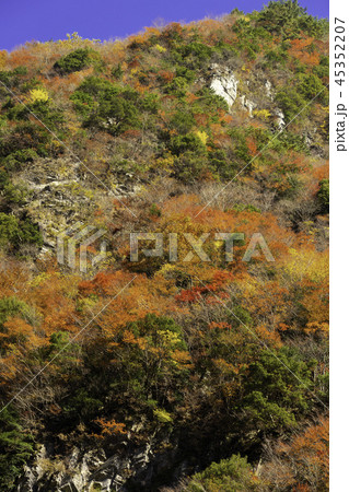 徳島竜ヶ岳の紅葉 45352207