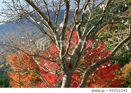 もみじと鶴見岳をバックに咲く冬桜の写真素材