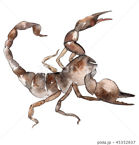 Exotic scorpion wild insect in a watercolor style isolated. Background illustration set. 45352637