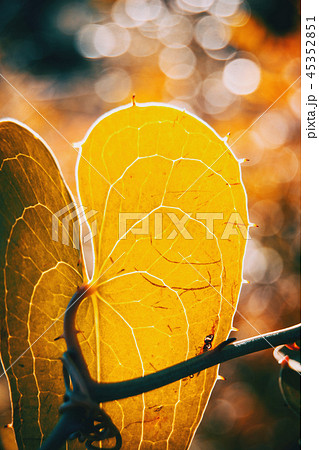 Detail of smilax aspera leaf with sunlight Detail of smilax aspera leaf with sunlight 45352851