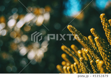 closeup with blurred background of some branches 45352879