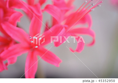 ダイヤモンドリリー ダイヤモンドリリー 45352950