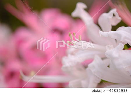 ダイヤモンドリリー 45352953