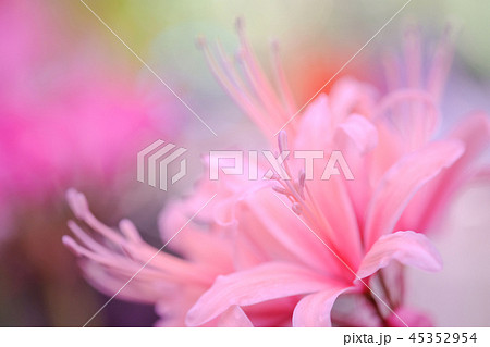 ダイヤモンドリリー 45352954