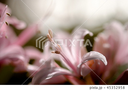 ダイヤモンドリリー 45352958