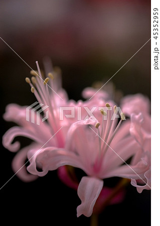 ダイヤモンドリリー 45352959