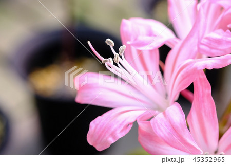 ダイヤモンドリリー ダイヤモンドリリー 45352965