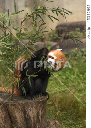 笹を食べるレッサーパンダ 笹を食べるレッサーパンダ 45352995