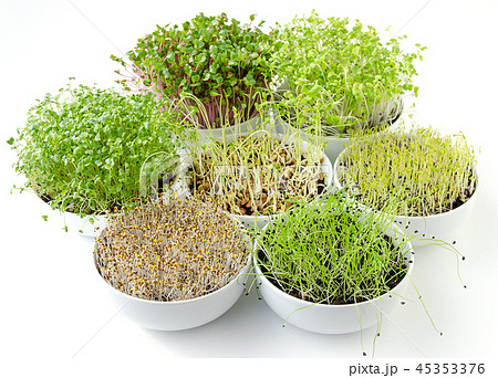 Sprouts in white bowls 45353376